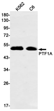 PTF1A Rabbit Monoclonal Antibody