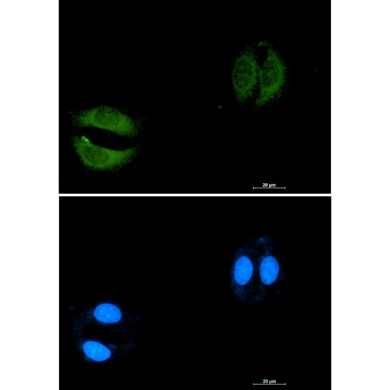 Rab5C Rabbit Monoclonal Antibody