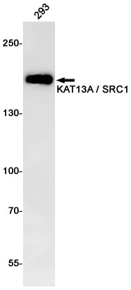 KAT13A Rabbit Monoclonal Antibody