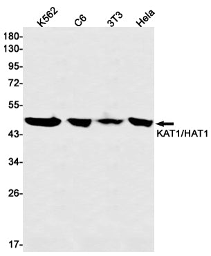 KAT1 Rabbit Monoclonal Antibody