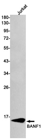 BANF1 Rabbit Monoclonal Antibody