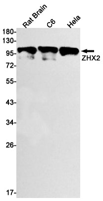 ZHX2 Rabbit Monoclonal Antibody