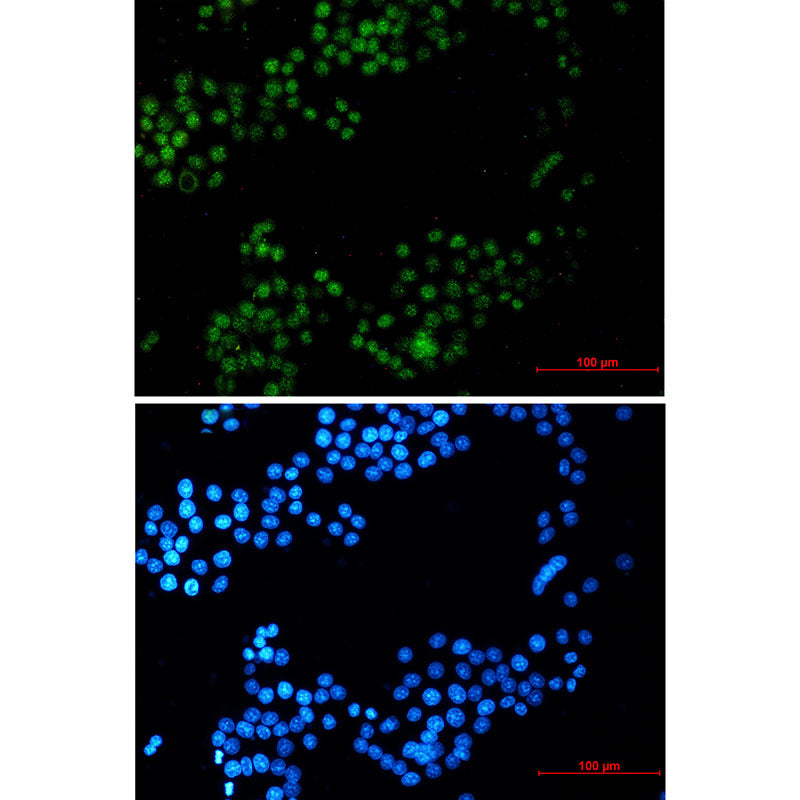 CRTC3 Rabbit Monoclonal Antibody