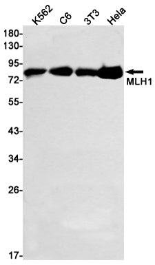 MLH1 Rabbit Monoclonal Antibody