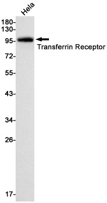 Transferrin Receptor 1 Rabbit Monoclonal Antibody