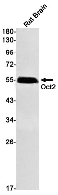 Oct-2 Rabbit Monoclonal Antibody