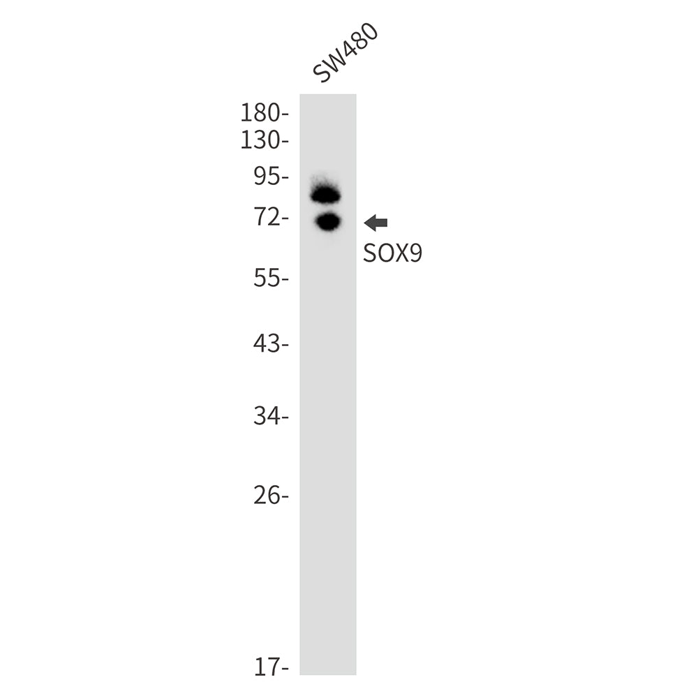 SOX9 Rabbit Monoclonal Antibody