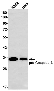 Caspase 3 Rabbit Monoclonal Antibody
