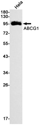 ABCG1 Rabbit Monoclonal Antibody