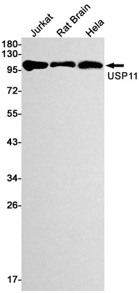 USP11 Rabbit Monoclonal Antibody