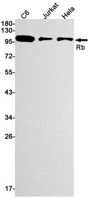 Rb Rabbit Monoclonal Antibody
