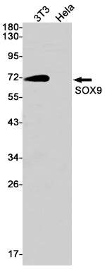 SOX9 Rabbit Monoclonal Antibody