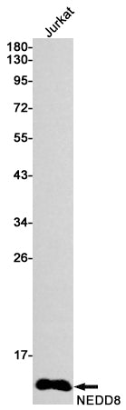NEDD8 Rabbit Monoclonal Antibody