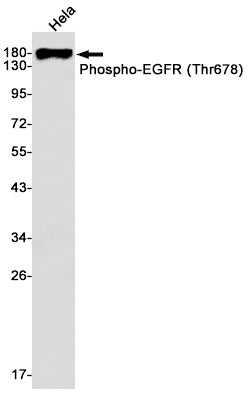 Phospho-EGFR (Thr678) Rabbit Monoclonal Antibody