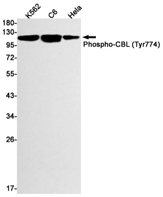 Phospho-CBL (Tyr774) Rabbit Monoclonal Antibody