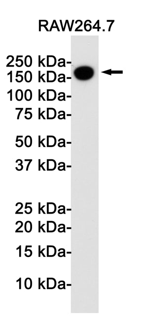 CD11b Rabbit Monoclonal Antibody