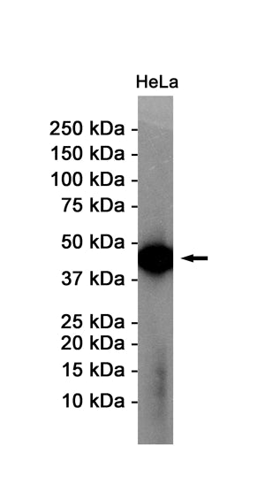 alpha Skeletal Muscle Actin Rabbit Monoclonal Antibody