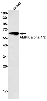 AMPK alpha Rabbit Monoclonal Antibody