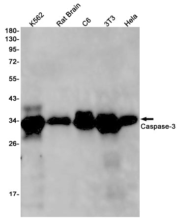 Caspase 3 Rabbit Monoclonal Antibody