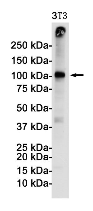 VCAM1 Rabbit Monoclonal Antibody