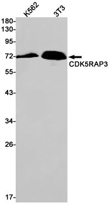CDK5RAP3 Rabbit Monoclonal Antibody