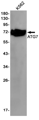 ATG7 Rabbit Monoclonal Antibody