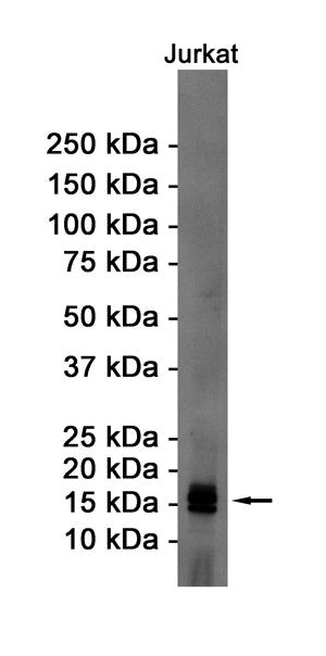 eIF5A Rabbit Monoclonal Antibody