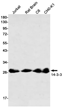 14-3-3 Rabbit Monoclonal Antibody