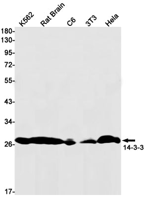 14-3-3 Rabbit Monoclonal Antibody