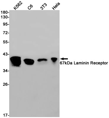 67kDa Laminin Receptor Rabbit Monoclonal Antibody