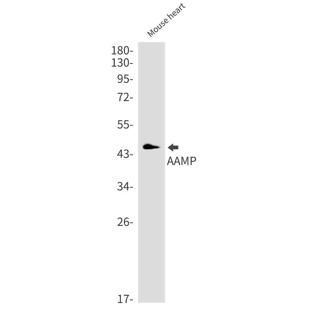 AAMP Rabbit Monoclonal Antibody