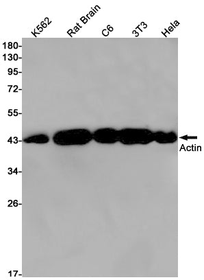 alpha Skeletal Muscle Actin Rabbit Monoclonal Antibody