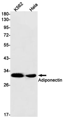 Adiponectin Rabbit Monoclonal Antibody
