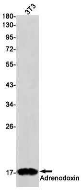 Adrenodoxin Rabbit Monoclonal Antibody