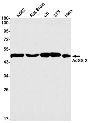 AdSS 2 Rabbit Monoclonal Antibody