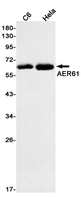 AER61 Rabbit Monoclonal Antibody