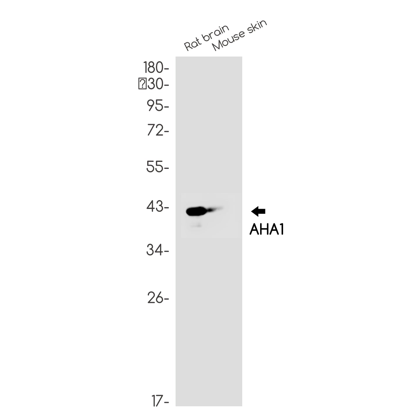AHA1 Rabbit Monoclonal Antibody