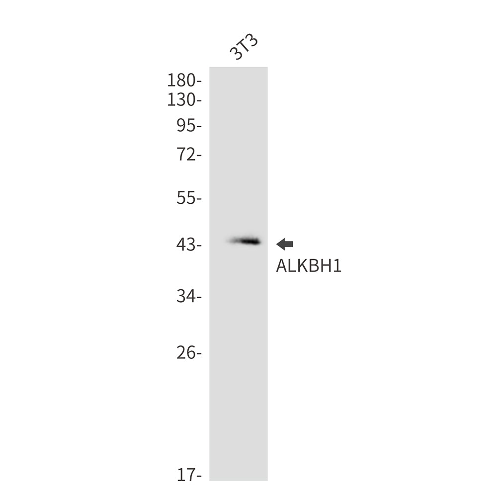ALKBH1 Rabbit Monoclonal Antibody