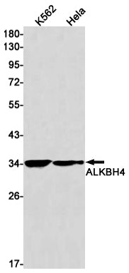 ALKBH4 Rabbit Monoclonal Antibody