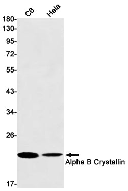 alpha B Crystallin Rabbit Monoclonal Antibody