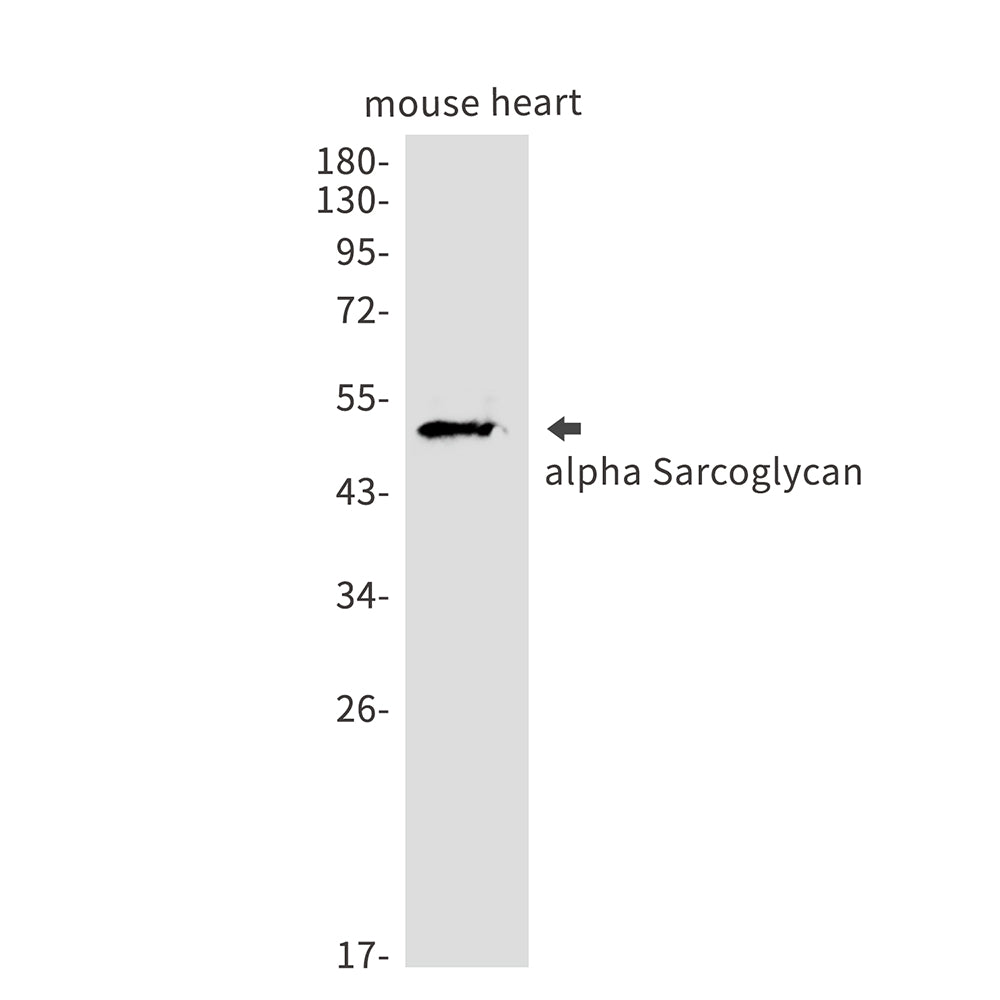 alpha Sarcoglycan Rabbit Monoclonal Antibody