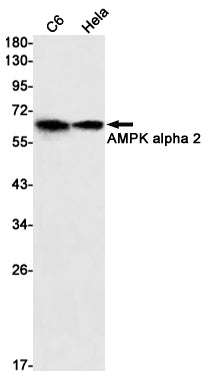 AMPK alpha 2 Rabbit Monoclonal Antibody