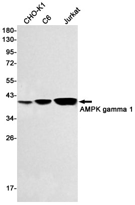 AMPK gamma 1 Rabbit Monoclonal Antibody