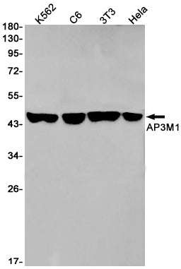 AP3M1 Rabbit Monoclonal Antibody