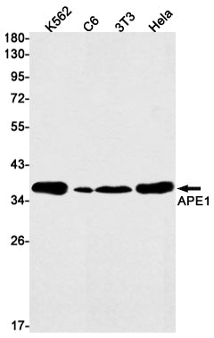 APE1 Rabbit Monoclonal Antibody