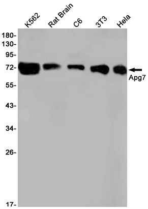 ATG7 Rabbit Monoclonal Antibody
