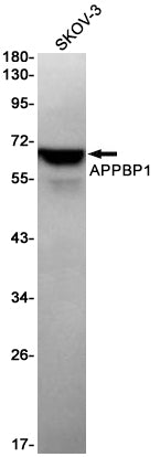 APPBP1 Rabbit Monoclonal Antibody