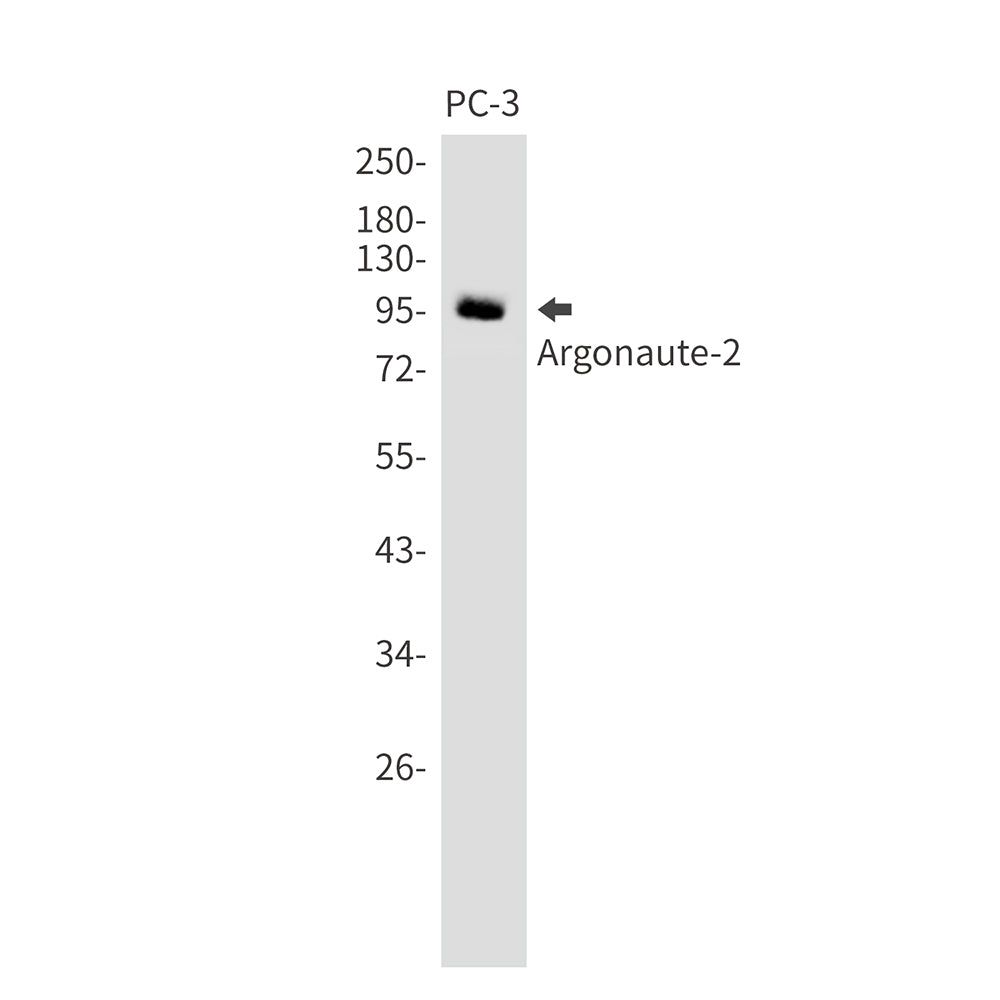 Argonaute 2 Rabbit Monoclonal Antibody