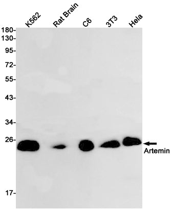 Artemin Rabbit Monoclonal Antibody