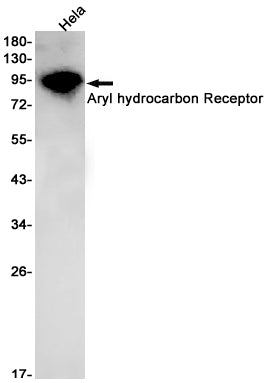 Aryl Hydrocarbon Receptor Rabbit Monoclonal Antibody
